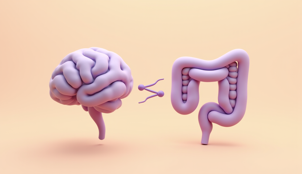 Un cerveau et un intestin violets stylisés, séparés par un symbole de communication, sur fond clair.