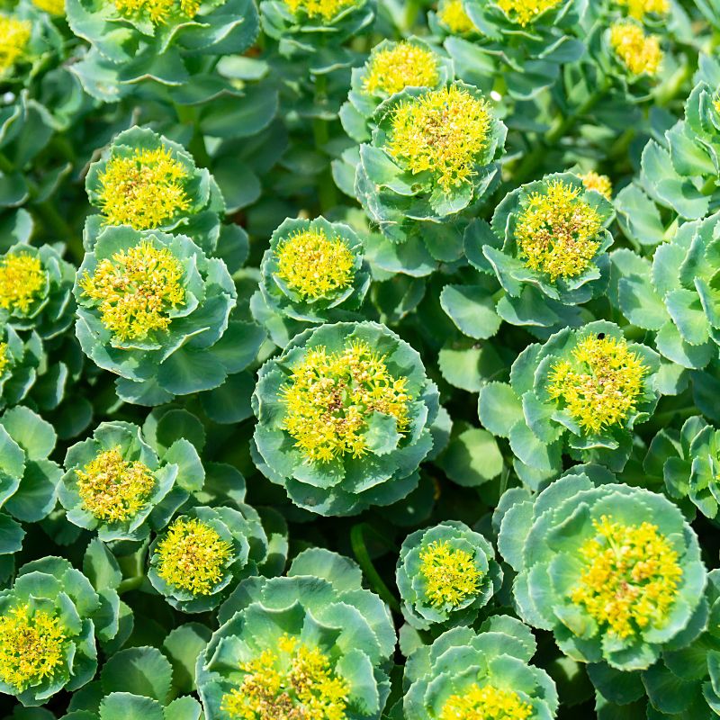 Rhodiola rosea en fleurs dans son habitat naturel