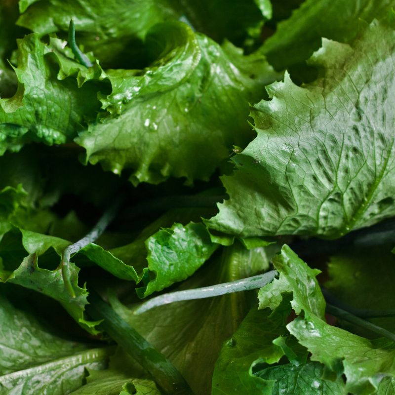 Feuilles fraîches d’épinards, source alimentaire de folates