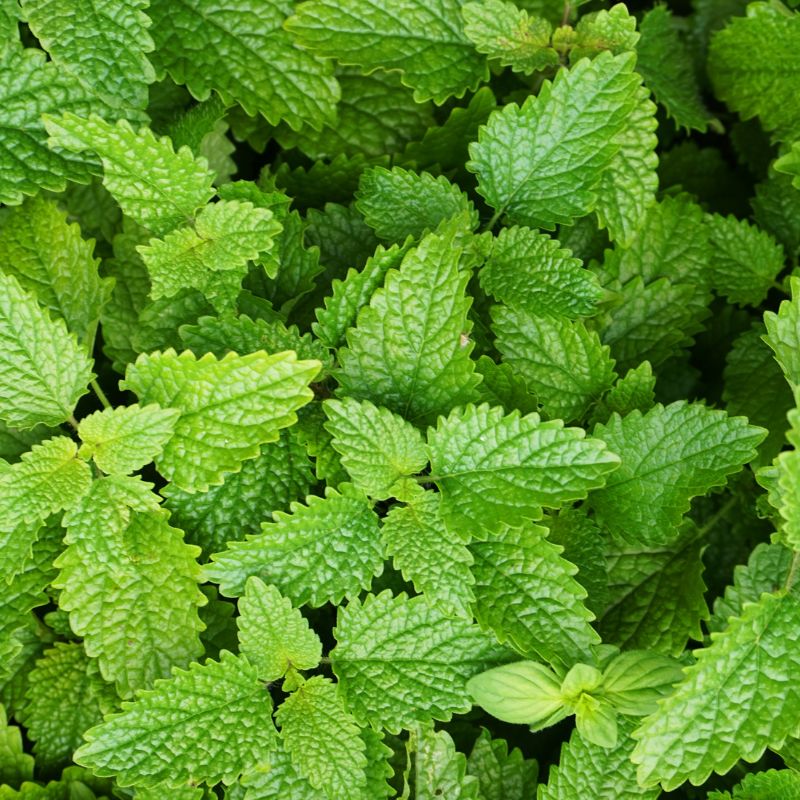 Botanique de Melissa officinalis