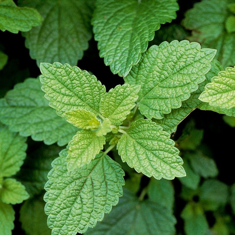 Emplacement prévu pour une illustration botanique de Melissa officinalis
