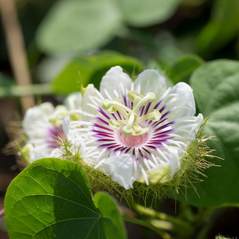 parties aériennes de Passiflora incarnata