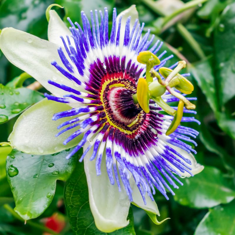 Etudes scientifiques sur Passiflora incarnata