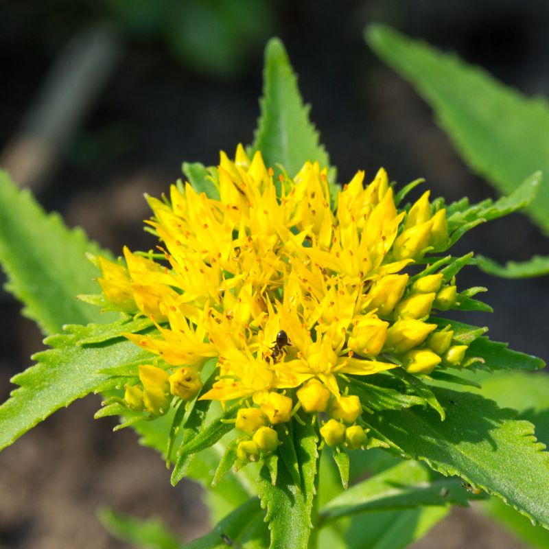 Rhodiola rosea en fleurs
