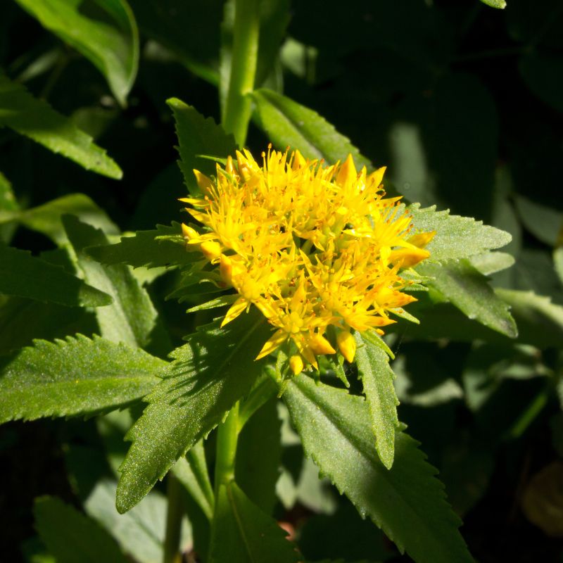Racines et rhizomes séchés de Rhodiola rosea